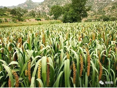 陜北小米的感人革命故事