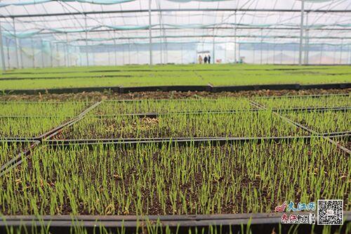安遠鎮崗鄉 工廠化育秧助力糧食生產 圖