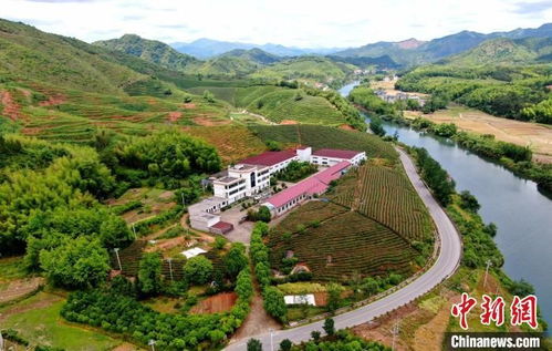 江西德興 小油茶 鏈 起富民興村大產業