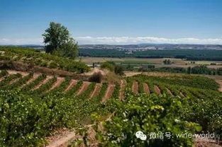 低調的大國 西班牙葡萄酒地圖