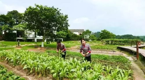 廣州出發(fā),來一場吸氧之旅 住圍屋,賞花海 農(nóng)家美食 吃喝玩樂全都有
