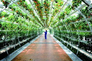 齊民要術(shù)地 中國食品谷