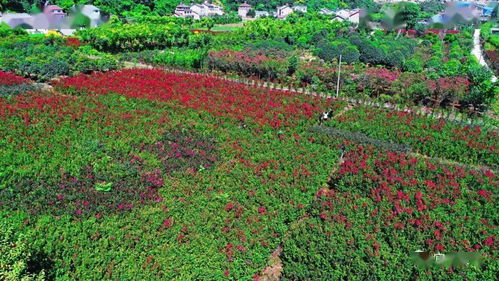 旅游扶貧,讓好風(fēng)景帶來好光景