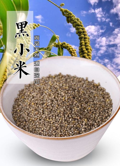 桃河谷綠色無公害富硒黑小米：山西特產的健康新選擇