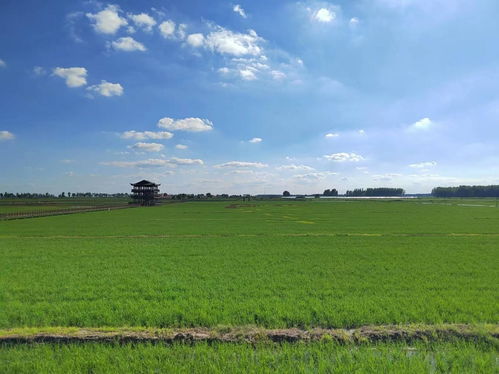 一碗大米，十分安全——照鈺農(nóng)谷基地食品安全保護(hù)盾計(jì)劃守護(hù)餐桌營(yíng)養(yǎng)