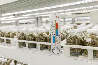 隱匿于深山腹地的藥王金線蓮 云谷田園的科技培育與金沙谷生態(tài)